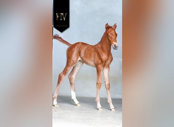 KWPN, Stallion, , Chestnut-Red