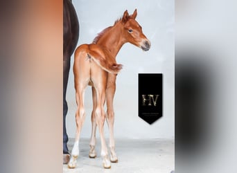 KWPN, Stallion, , Chestnut-Red