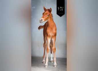 KWPN, Stallion, , Chestnut-Red