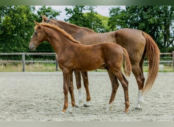 KWPN, Stallion, Foal (05/2025), Chestnut-Red