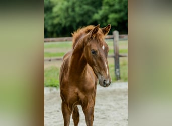 KWPN, Stallion, Foal (05/2025), Chestnut-Red