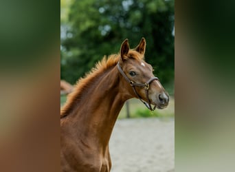 KWPN, Stallion, Foal (05/2025), Chestnut-Red