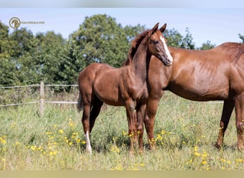 KWPN, Stallion, Foal (04/2023), Chestnut-Red