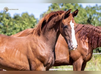 KWPN, Stallion, Foal (04/2023), Chestnut-Red
