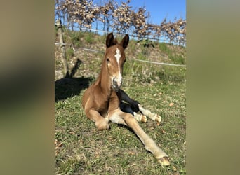 KWPN, Stallion, , Chestnut-Red