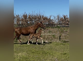 KWPN, Stallion, , Chestnut-Red