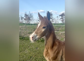 KWPN, Stallion, , Chestnut-Red