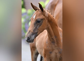 KWPN, Stallion, Foal (05/2026), Chestnut-Red