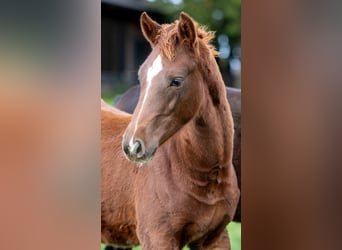 KWPN, Stallion, Foal (07/2023), Chestnut-Red