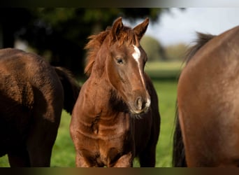 KWPN, Stallion, Foal (07/2023), Chestnut-Red