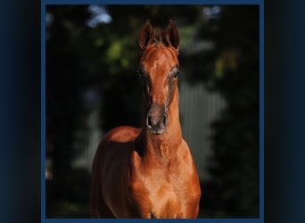 KWPN, Stallion, Foal (01/2024), Chestnut