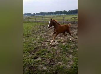 KWPN, Stallion, Foal (03/2025), Chestnut