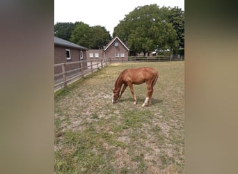 KWPN, Stallion, Foal (03/2025), Chestnut