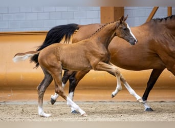 KWPN, Stallion, Foal (06/2023), Chestnut