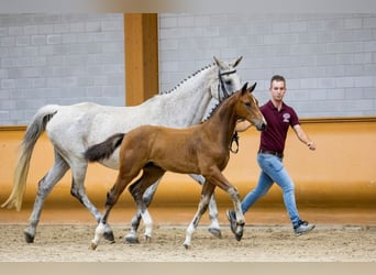 KWPN, Stallion, Foal (04/2023), Chestnut