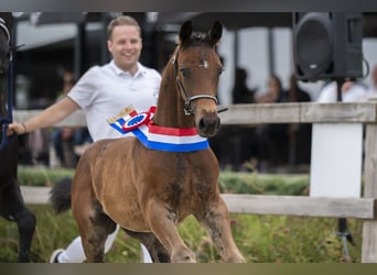 KWPN, Stallion, Foal (05/2025)