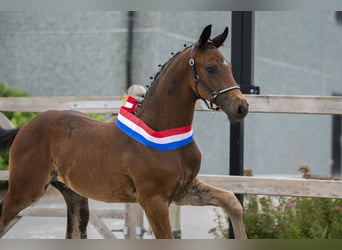 KWPN, Stallion, Foal (05/2025)