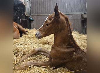 KWPN, Stallion, Foal (01/2026)