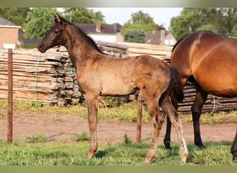 KWPN, Stallion, Foal (04/2025)