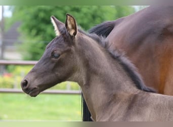 KWPN, Stallion, Foal (04/2025)