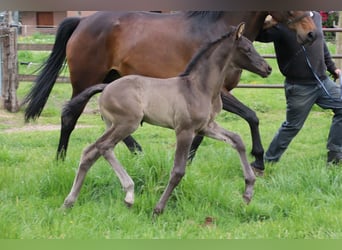 KWPN, Stallion, Foal (04/2025)