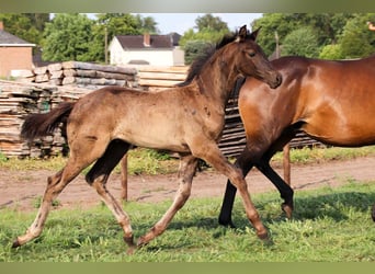 KWPN, Stallion, Foal (04/2025)