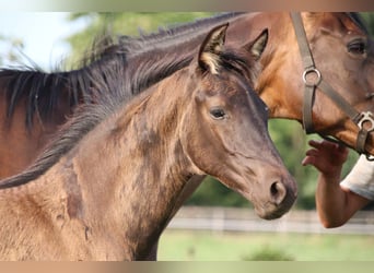 KWPN, Stallion, Foal (04/2025)