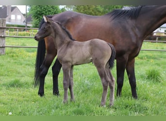 KWPN, Stallion, Foal (04/2025)