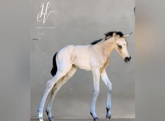 KWPN, Stallion, Foal (01/2024), Dun