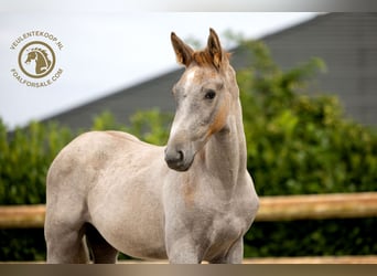 KWPN, Stallion, Foal (05/2024), Gray