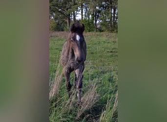 KWPN, Stallion, Foal (05/2026), Grey