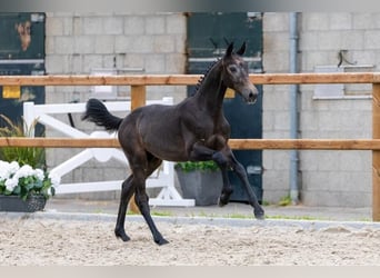 KWPN, Stallion, Foal (02/2026), Grey