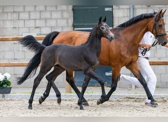 KWPN, Stallion, Foal (02/2026), Grey