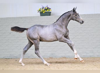 KWPN, Stallion, Foal (05/2026), Grey