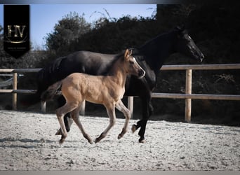 KWPN, Stallion, Foal (01/2026), Grullo