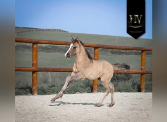 KWPN, Stallion, Foal (01/2026), Grullo