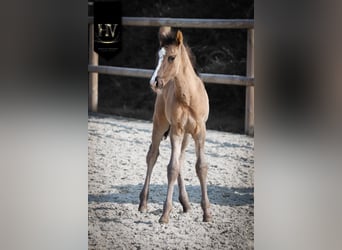 KWPN, Stallion, Foal (01/2026), Grullo