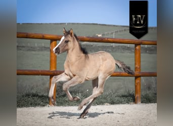 KWPN, Stallion, Foal (01/2026), Grullo