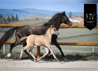 KWPN, Stallion, Foal (01/2026), Grullo