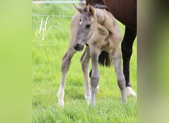 KWPN, Stallion, Foal (01/2024), Grullo