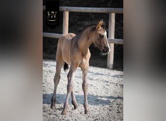 KWPN, Stallion, Foal (01/2026), Grullo