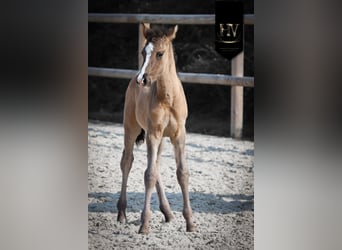 KWPN, Stallion, Foal (01/2026), Grullo