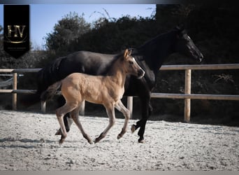 KWPN, Stallion, Foal (01/2026), Grullo