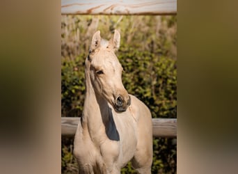 KWPN, Stallion, Foal (01/2026), Palomino