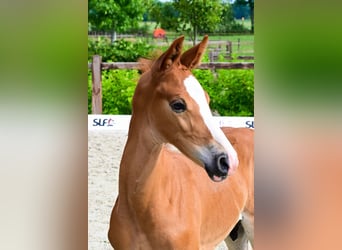 KWPN, Stallion, 