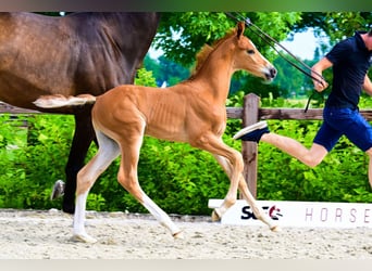 KWPN, Stallion, 