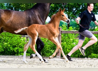 KWPN, Stallion, 