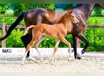 KWPN, Stallion, 