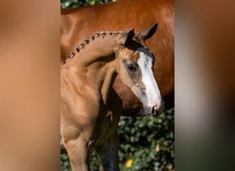 KWPN, Stallion, 
