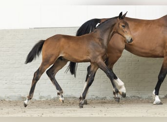 KWPN, Stallion, 